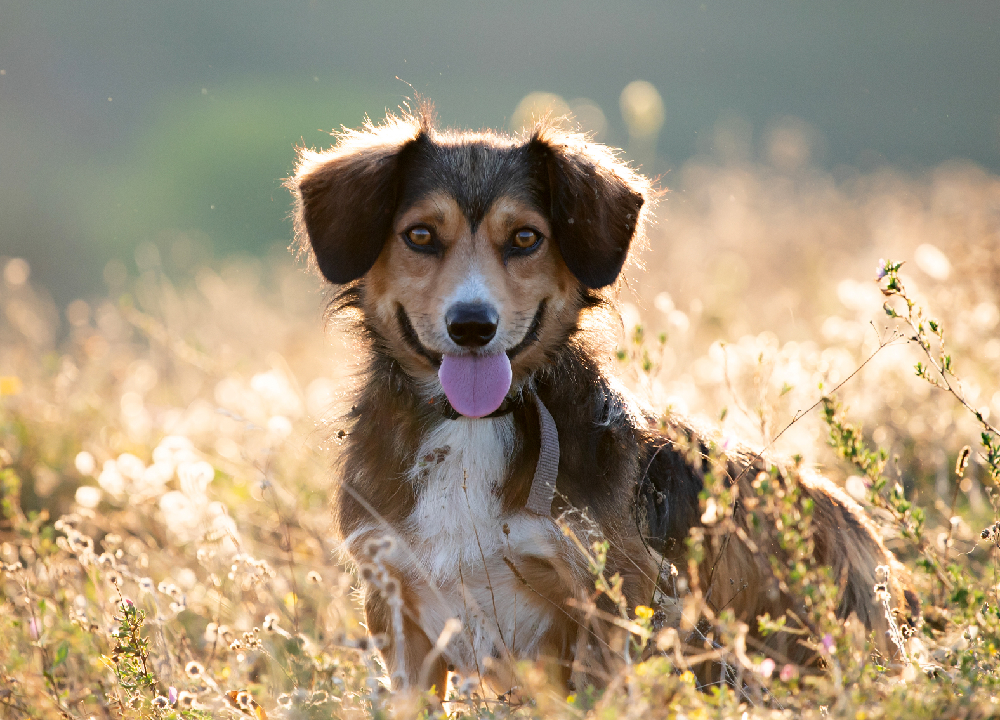 Einzeltraining Hundeschule Lead and Care